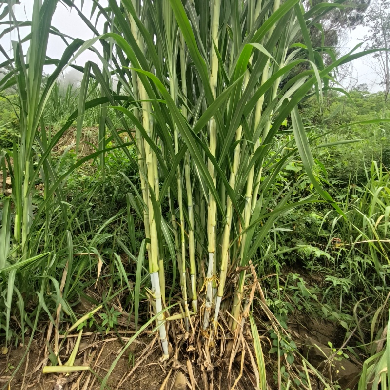 贵州牧草王牧草王种苗提供技术指导可送货上门