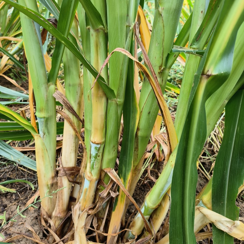 贵州牧草王牧草王种苗提供技术指导可送货上门