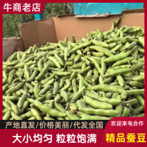 江苏精品大蚕豆青蚕豆绿蚕豆蚕豆大量上市欢迎订购