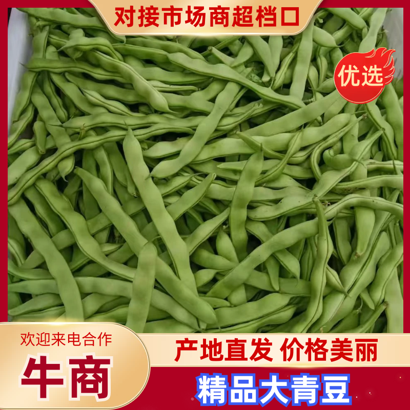 精品大青豆新鲜上市大量有货量大价优产地直发对接全国