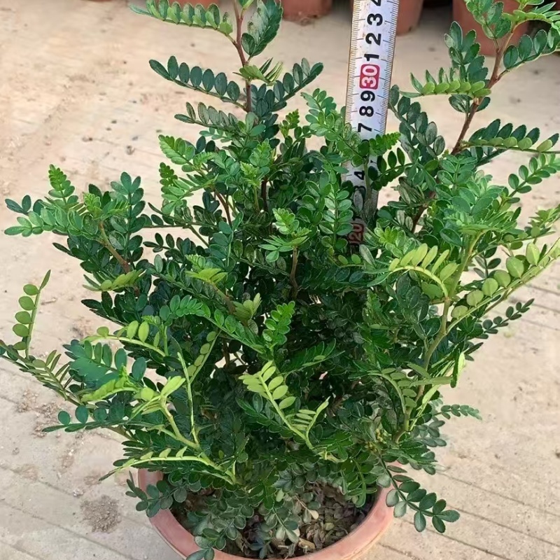 精品胡椒木基地自产自销