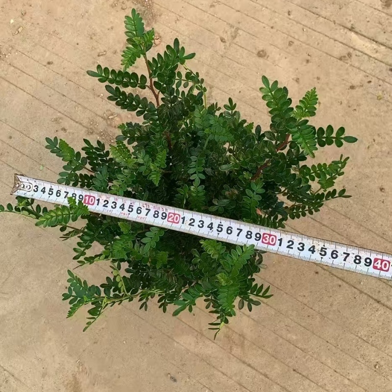 精品胡椒木基地自产自销