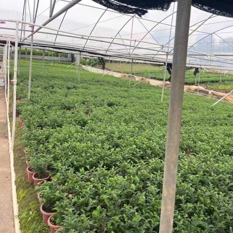 精品胡椒木基地自产自销