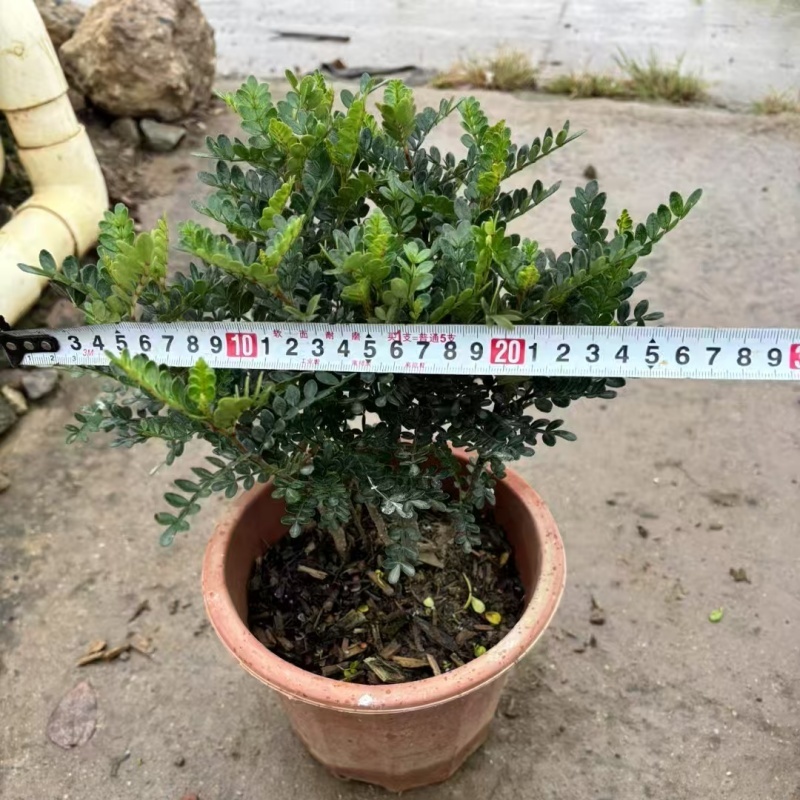 精品胡椒木基地自产自销