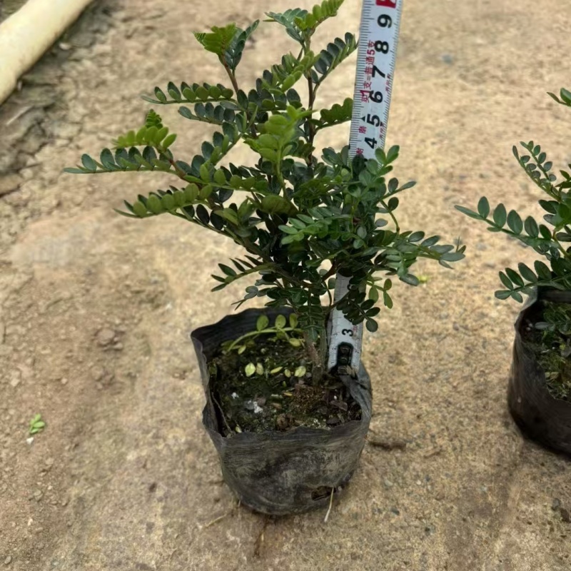 精品胡椒木基地自产自销