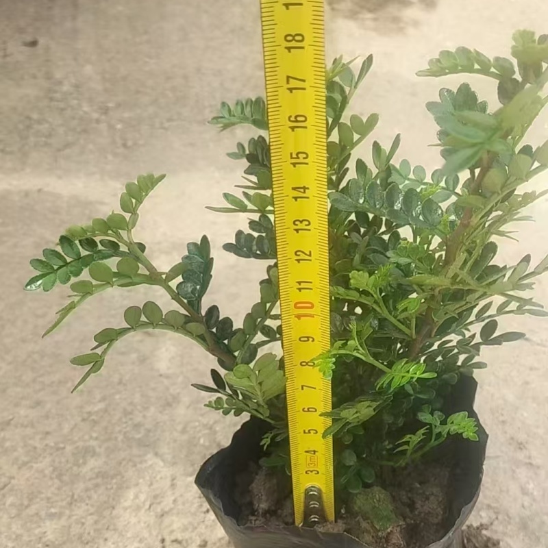 精品胡椒木基地自产自销