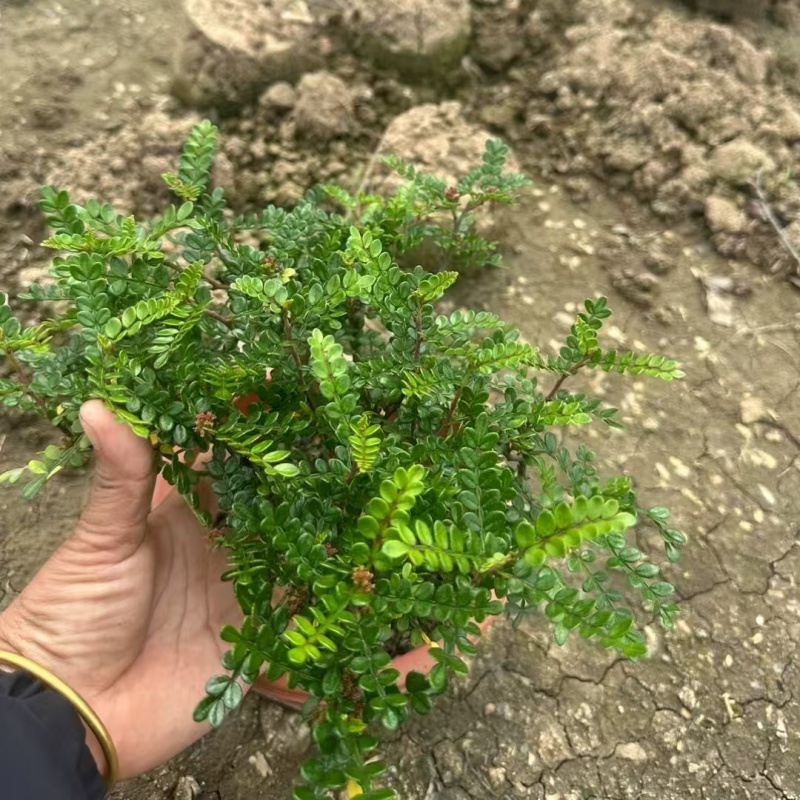 精品胡椒木基地自产自销