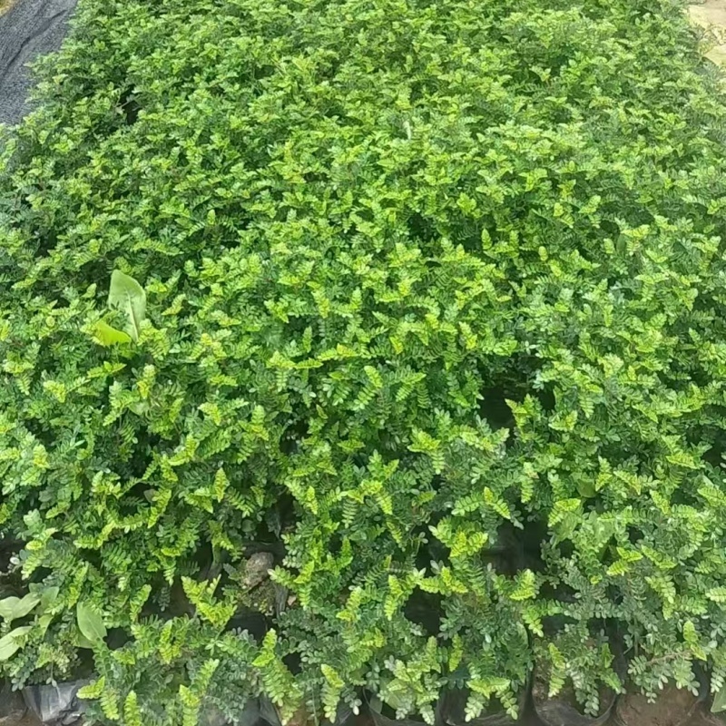 精品胡椒木基地自产自销