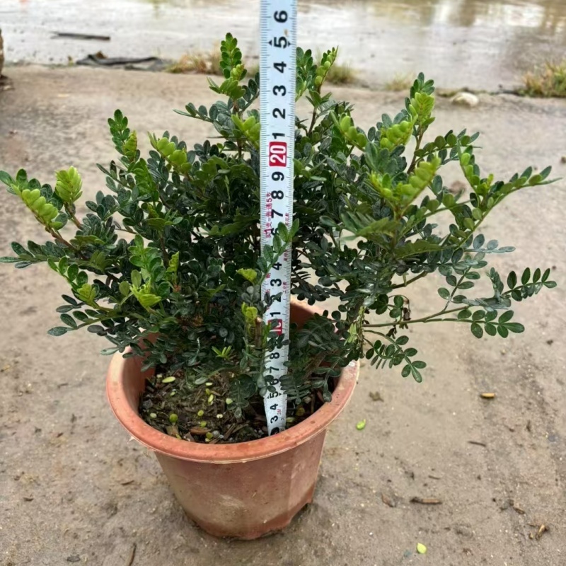 精品胡椒木基地自产自销