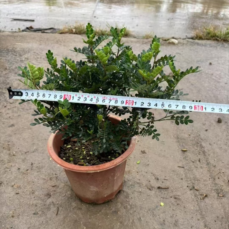 精品胡椒木基地自产自销