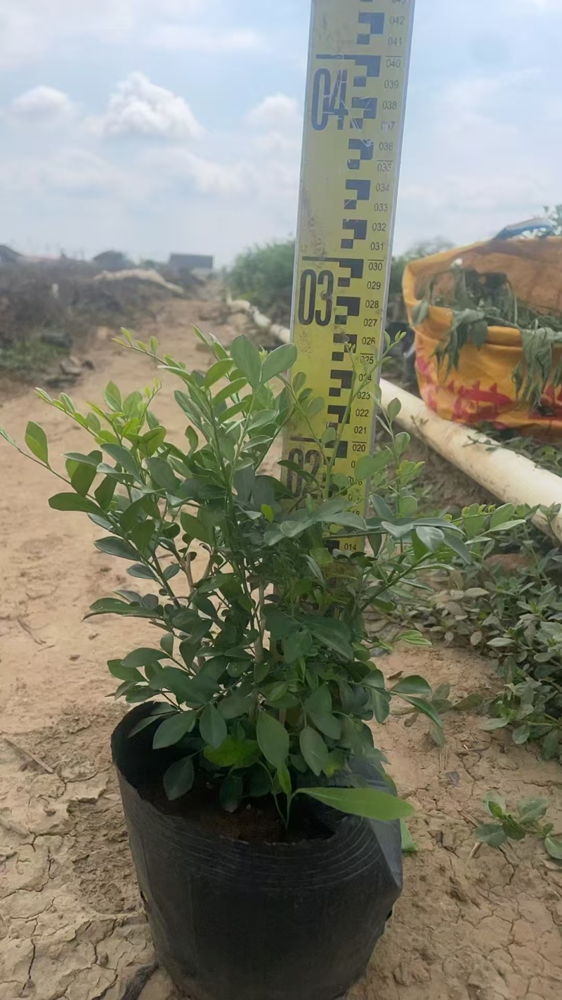 精品九里香基地自产自销
