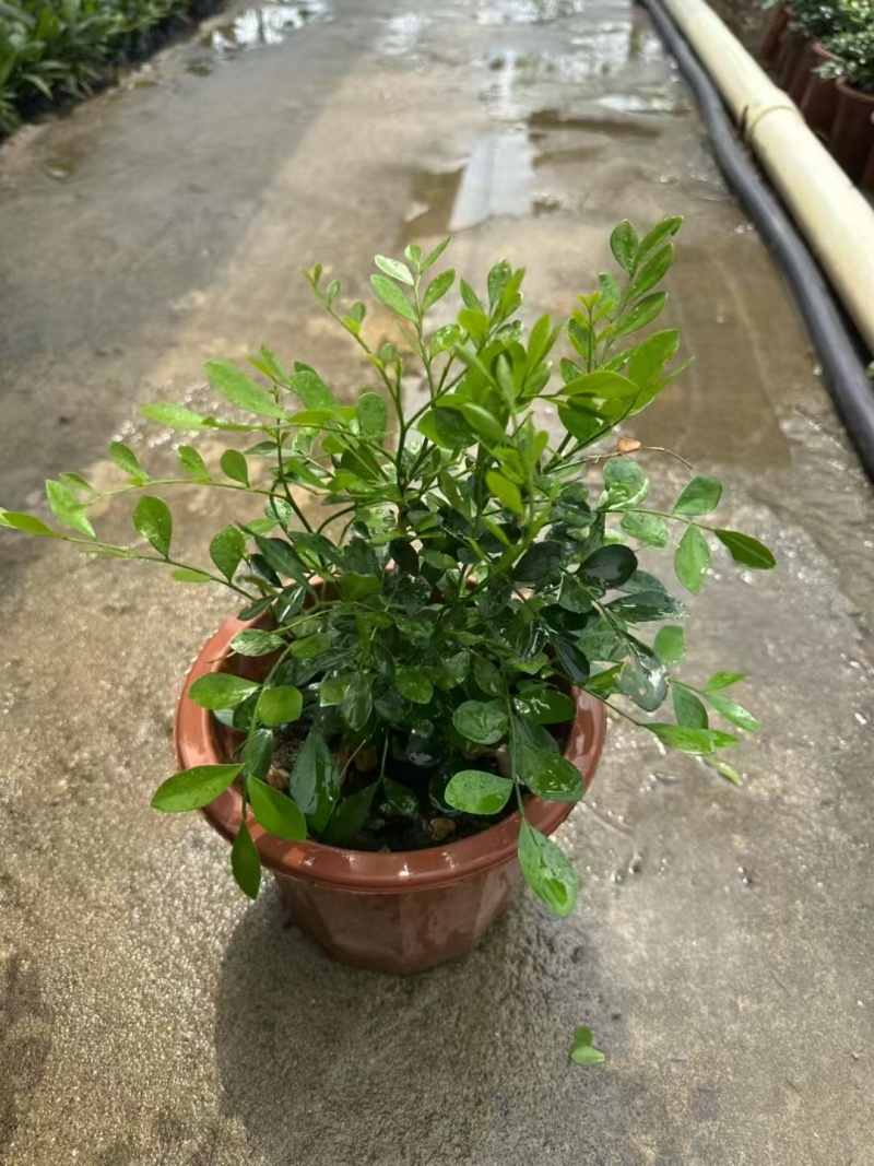精品九里香基地自产自销