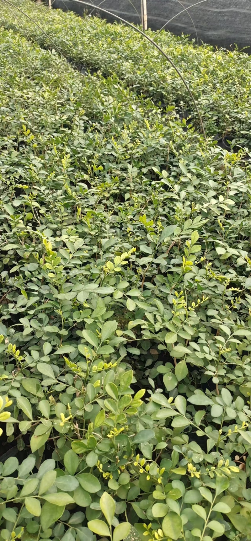 精品九里香基地自产自销