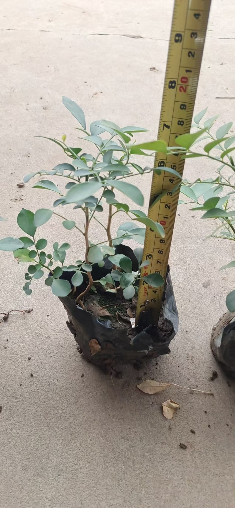 精品九里香基地自产自销