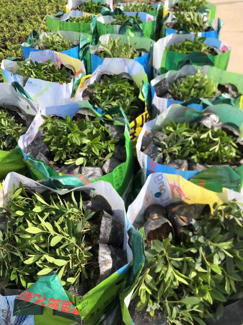 精品毛杜鹃基地自产自销