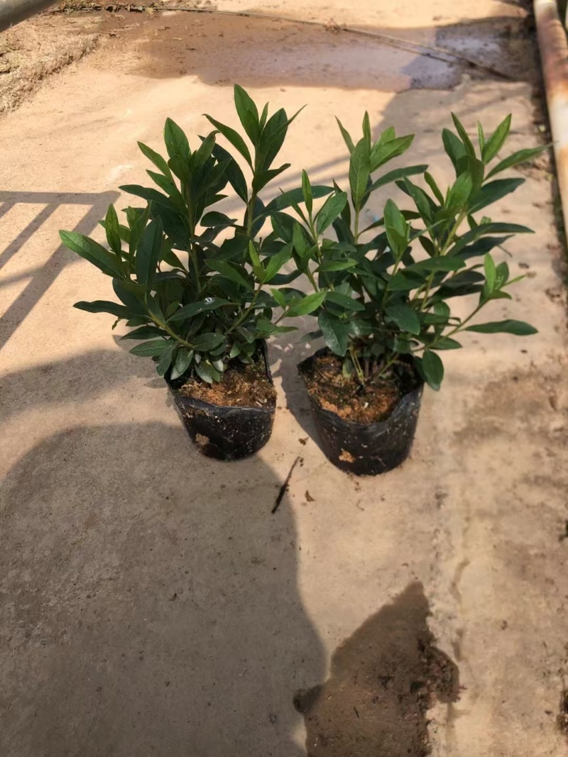 精品毛杜鹃基地自产自销