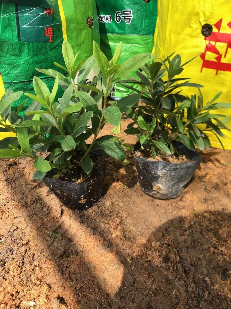 精品毛杜鹃基地自产自销
