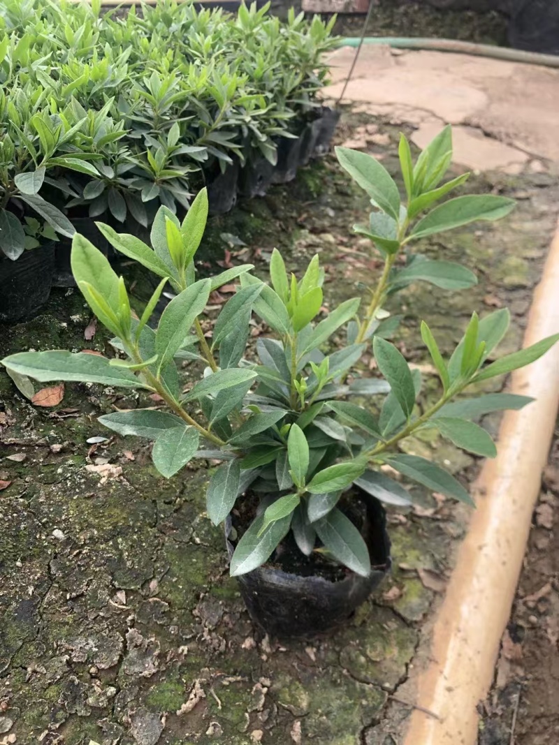 精品毛杜鹃基地自产自销