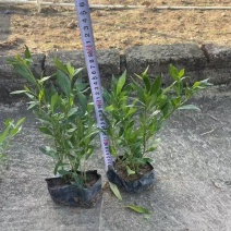 精品小栀子花基地自产自销
