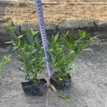 精品小栀子花基地自产自销