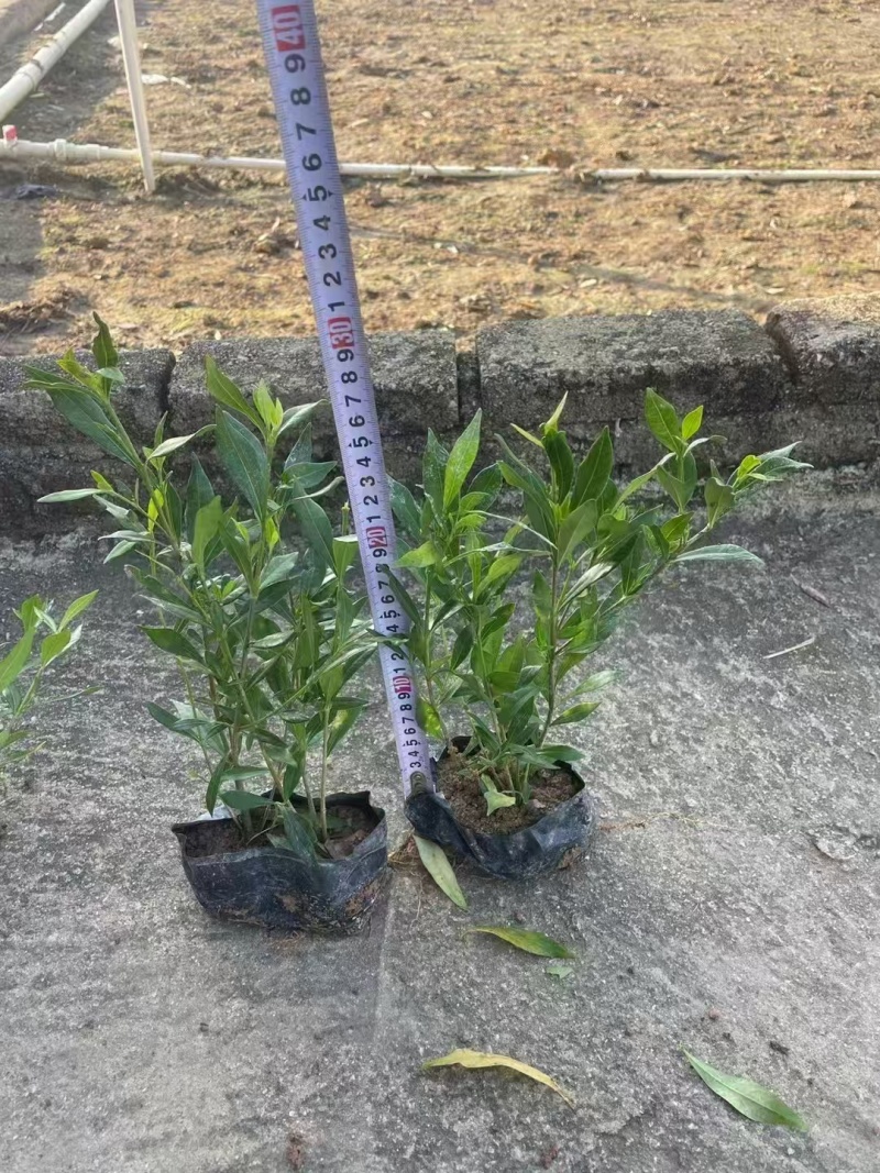 精品小栀子花基地自产自销