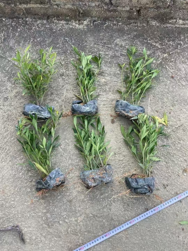 精品小栀子花基地自产自销