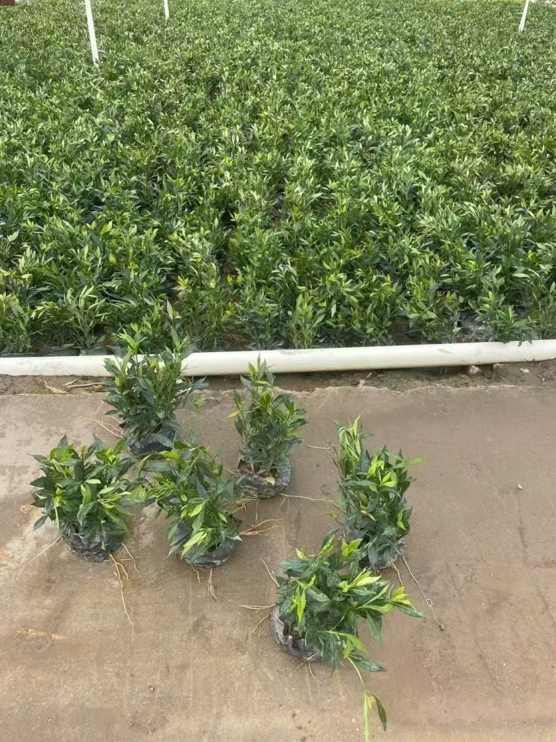 精品小栀子花基地自产自销