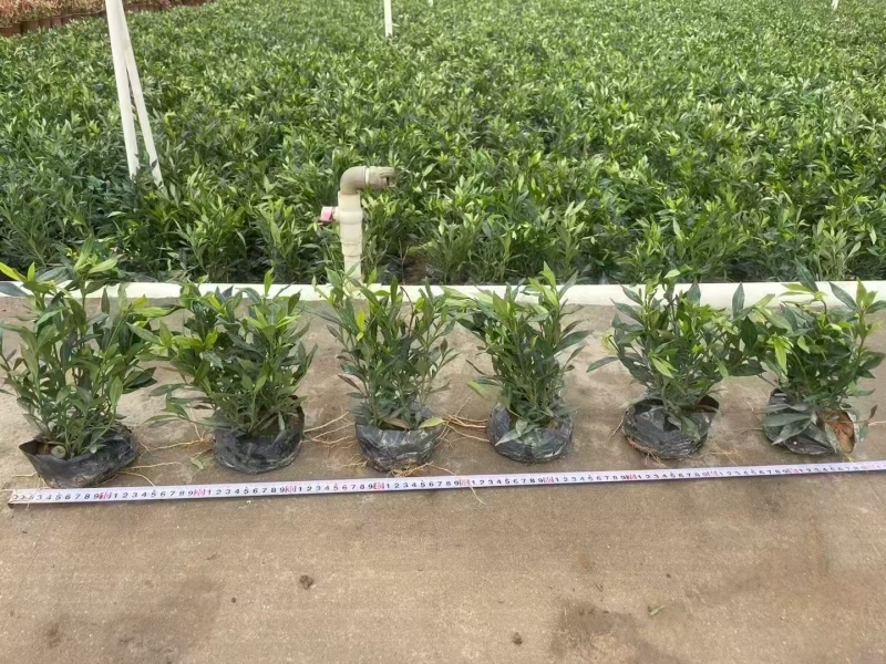 精品小栀子花基地自产自销