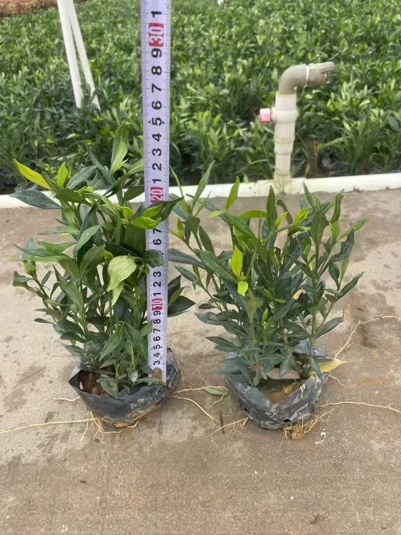 精品小栀子花基地自产自销