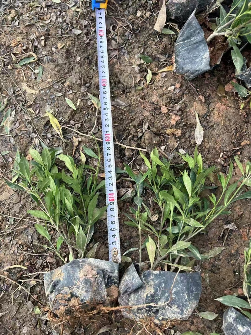 精品小栀子花基地自产自销