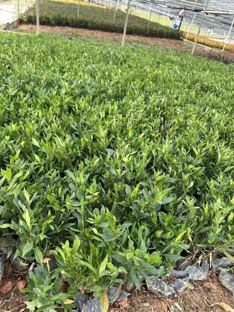 精品小栀子花基地自产自销