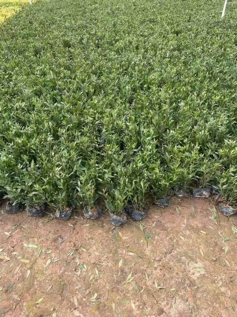 精品小栀子花基地自产自销