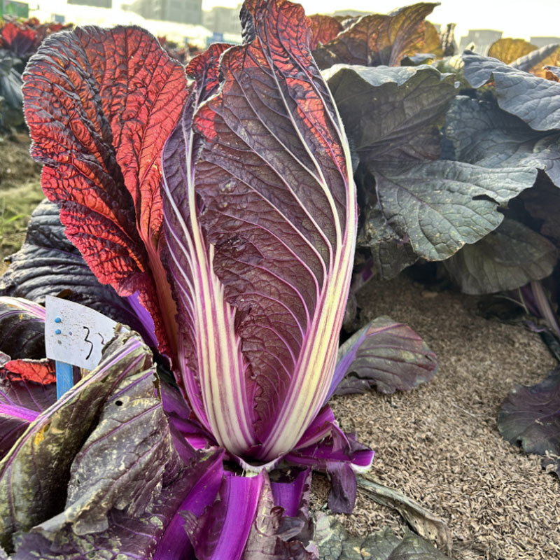 紫裔紫白菜种子大白菜原装1000粒春秋栽培大田基地种