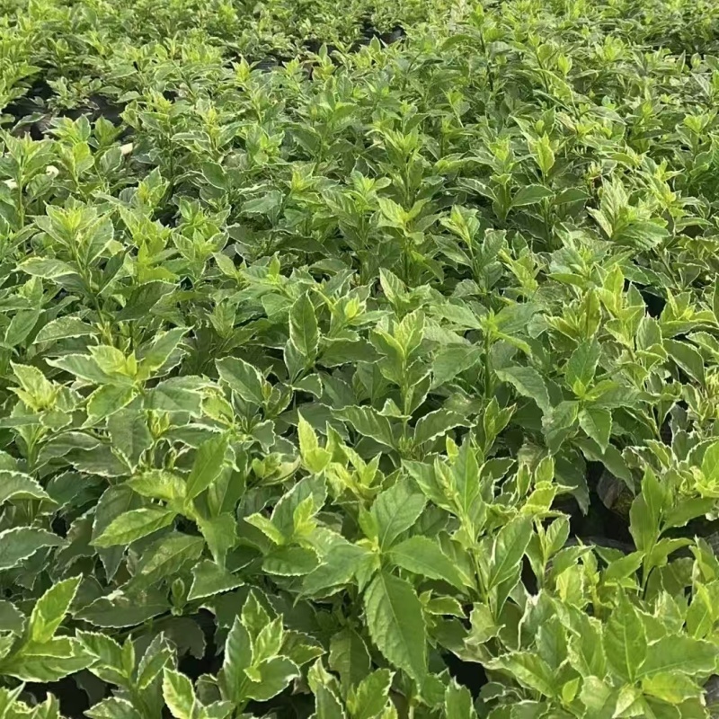 精品金叶假连翘基地自产自销