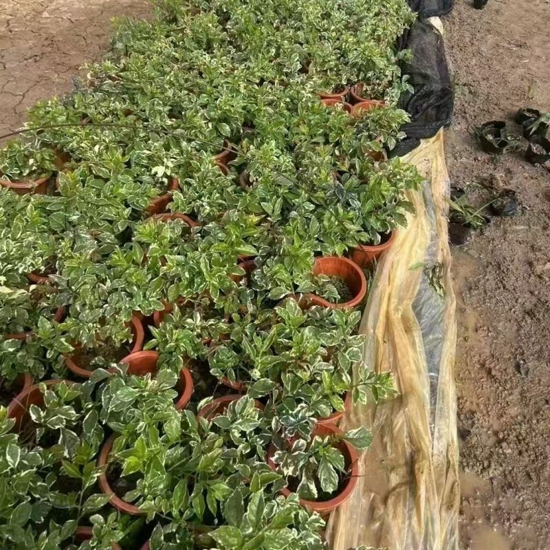 精品金叶假连翘基地自产自销