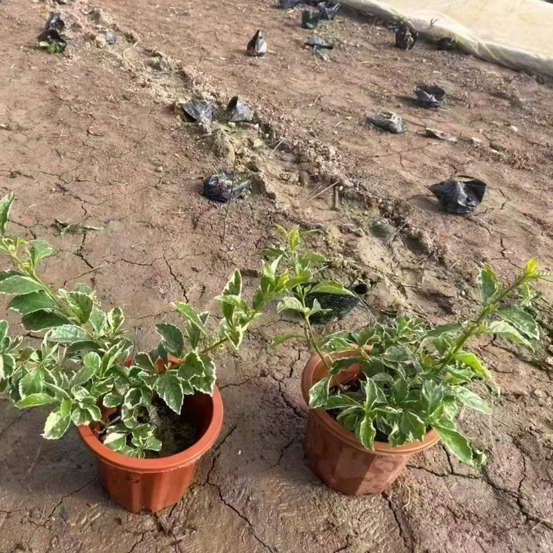 精品金叶假连翘基地自产自销