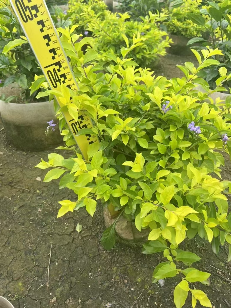 精品黄金叶基地自产自销