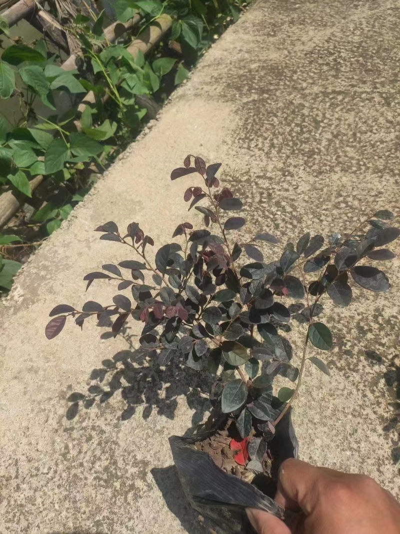 精品红花继木基地自产自销