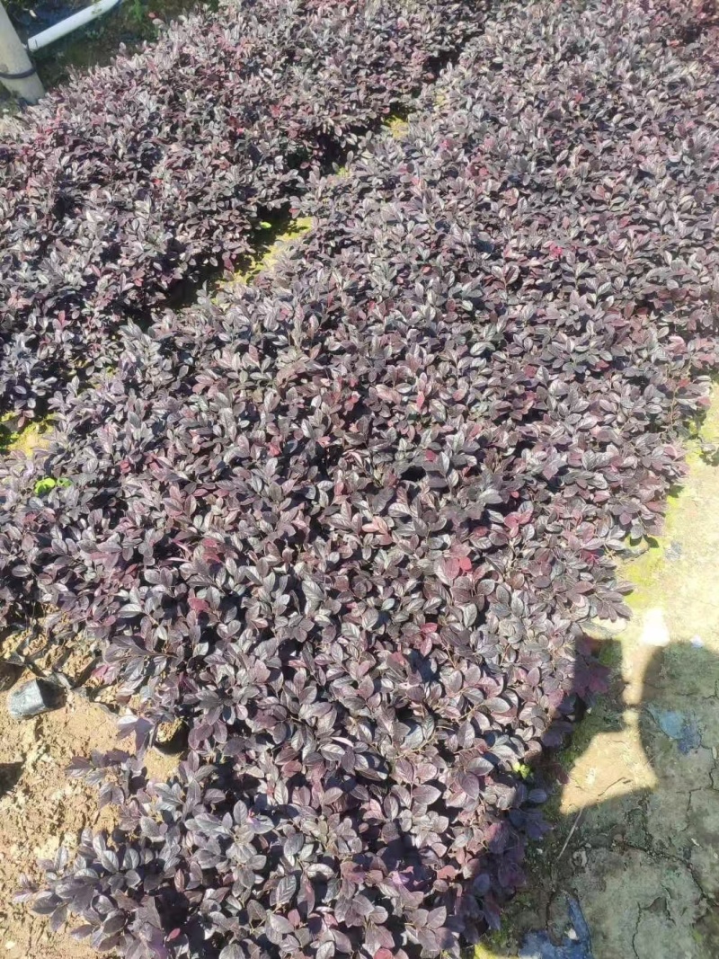 精品红花继木基地自产自销