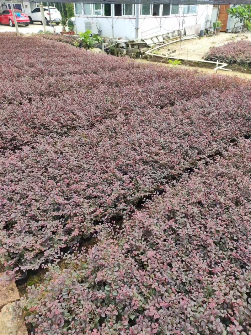 精品红花继木基地自产自销