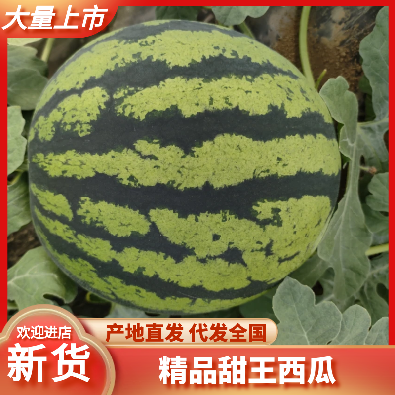 山东泗水大棚甜王西瓜现已上市产地发货欢迎咨询