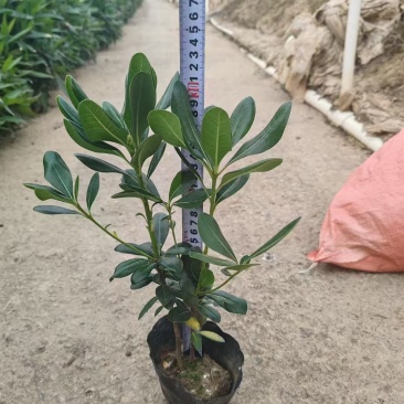 精品海桐基地种植直销