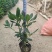 精品海桐基地种植直销