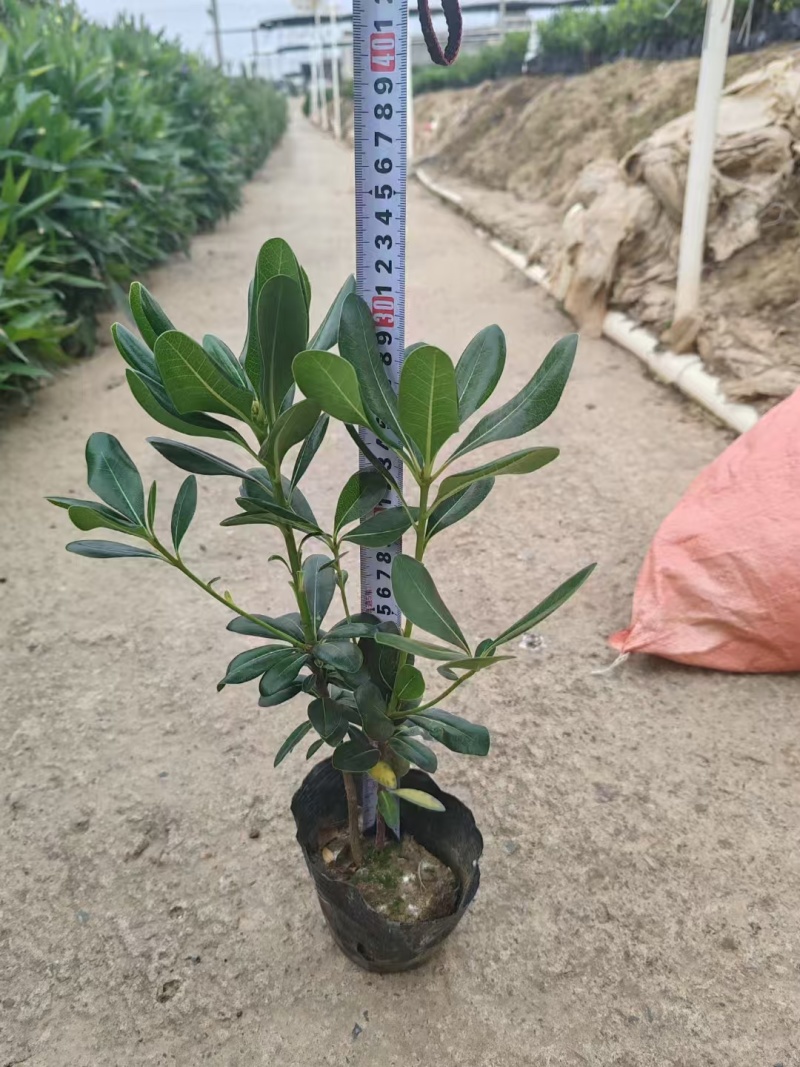 精品海桐基地种植直销