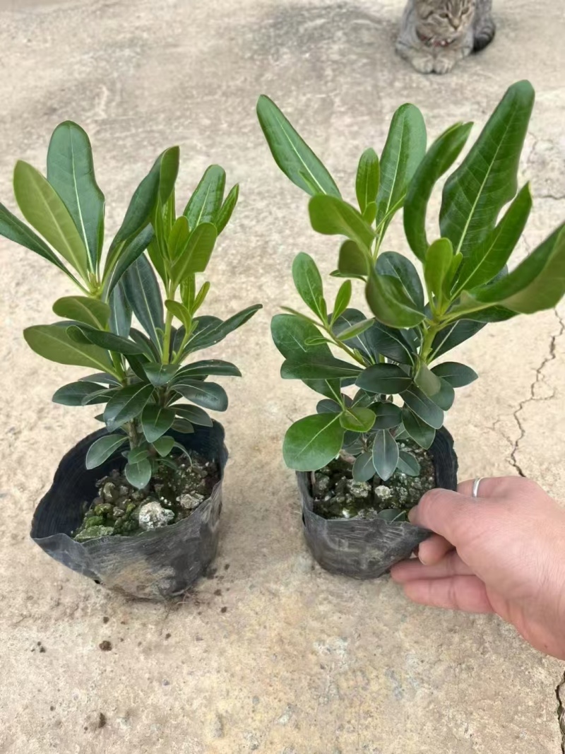 精品海桐基地种植直销