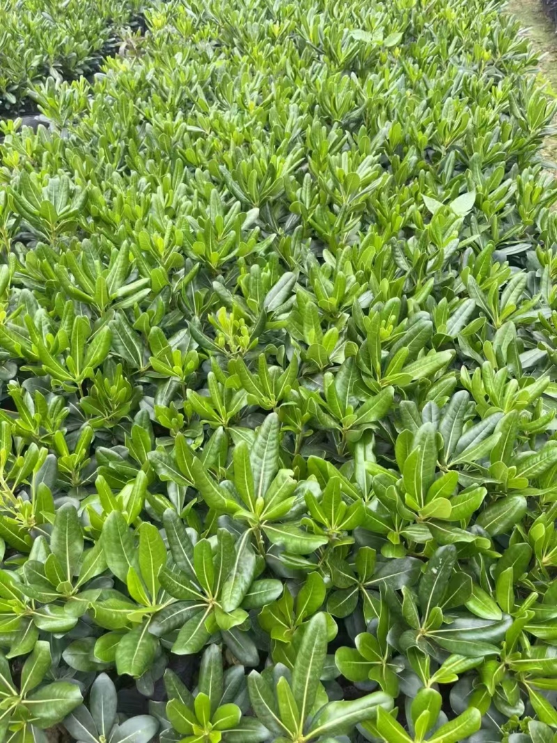 精品海桐基地种植直销