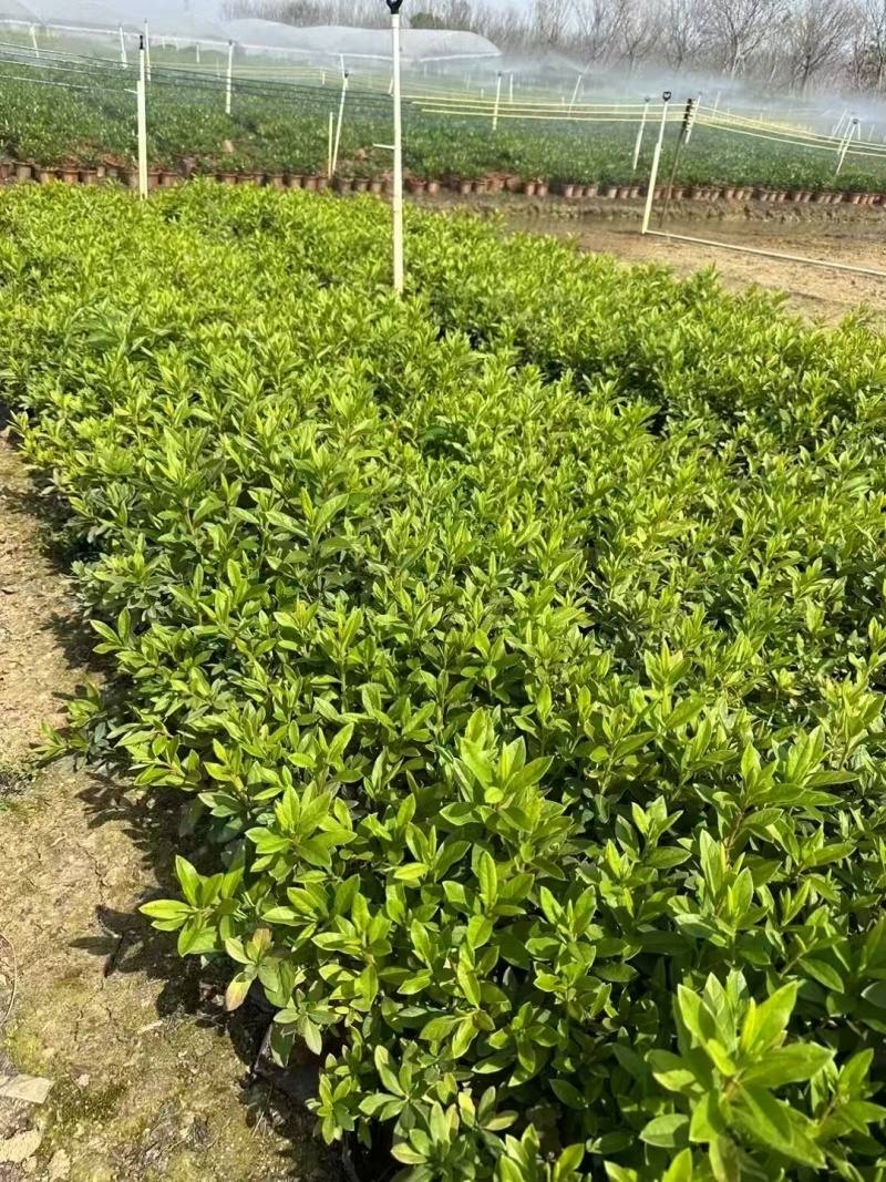 精品海桐基地种植直销