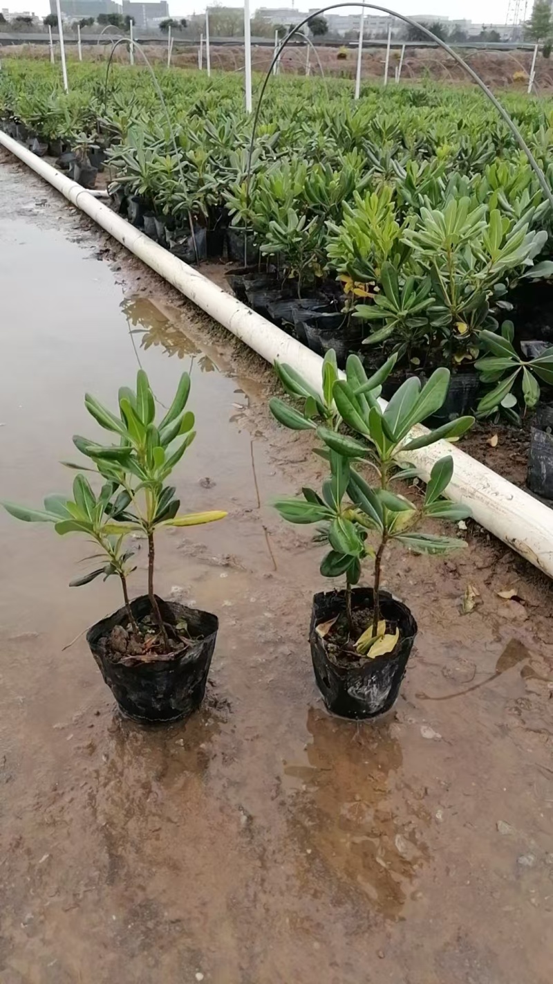 精品海桐基地种植直销