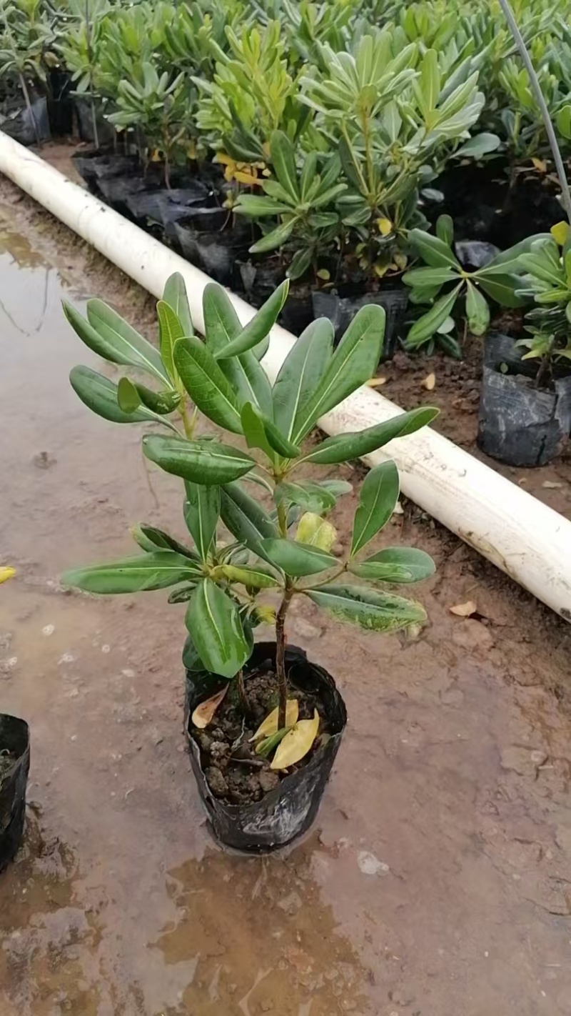 精品海桐基地种植直销