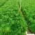 精品海桐基地种植直销